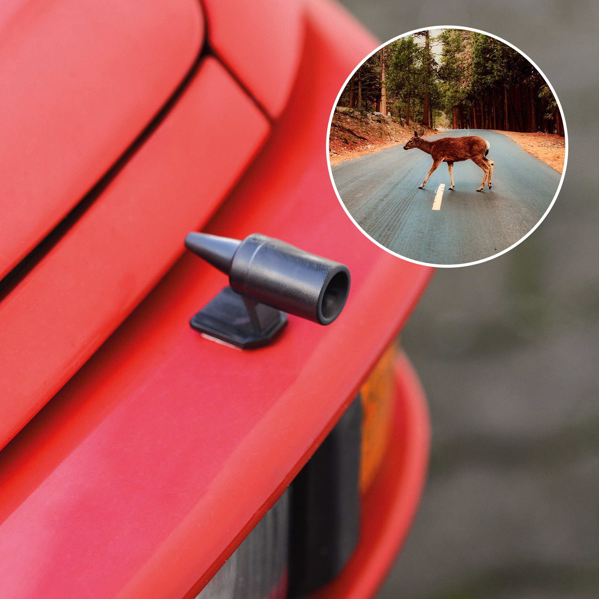 Schützen Sie sich besser vor Wildunfällen denn sie können gefährlich und teuer sein.