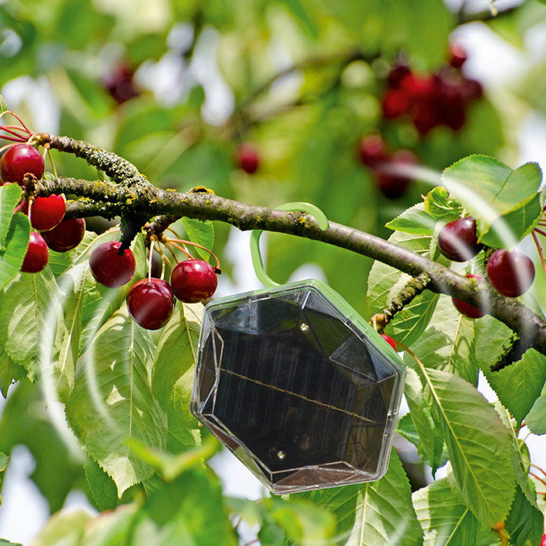 Wenn Vögel die Kirschen anfressen bleibt meisten nichts mehr für den Eigenbedarf. Schützen Sie ihre Kirschen.