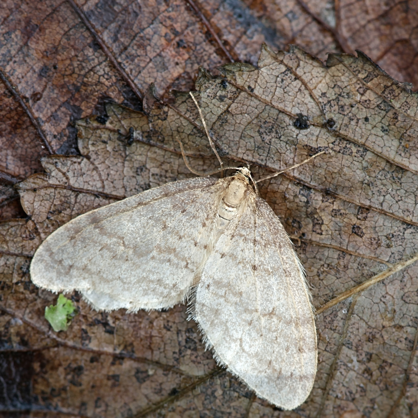 Die flügellosen Frostspanner-Weibchen kriechen in die Baumkrone, um dort ihre Eier zu legen aus denen gefräßige Raupen schlüpfen.