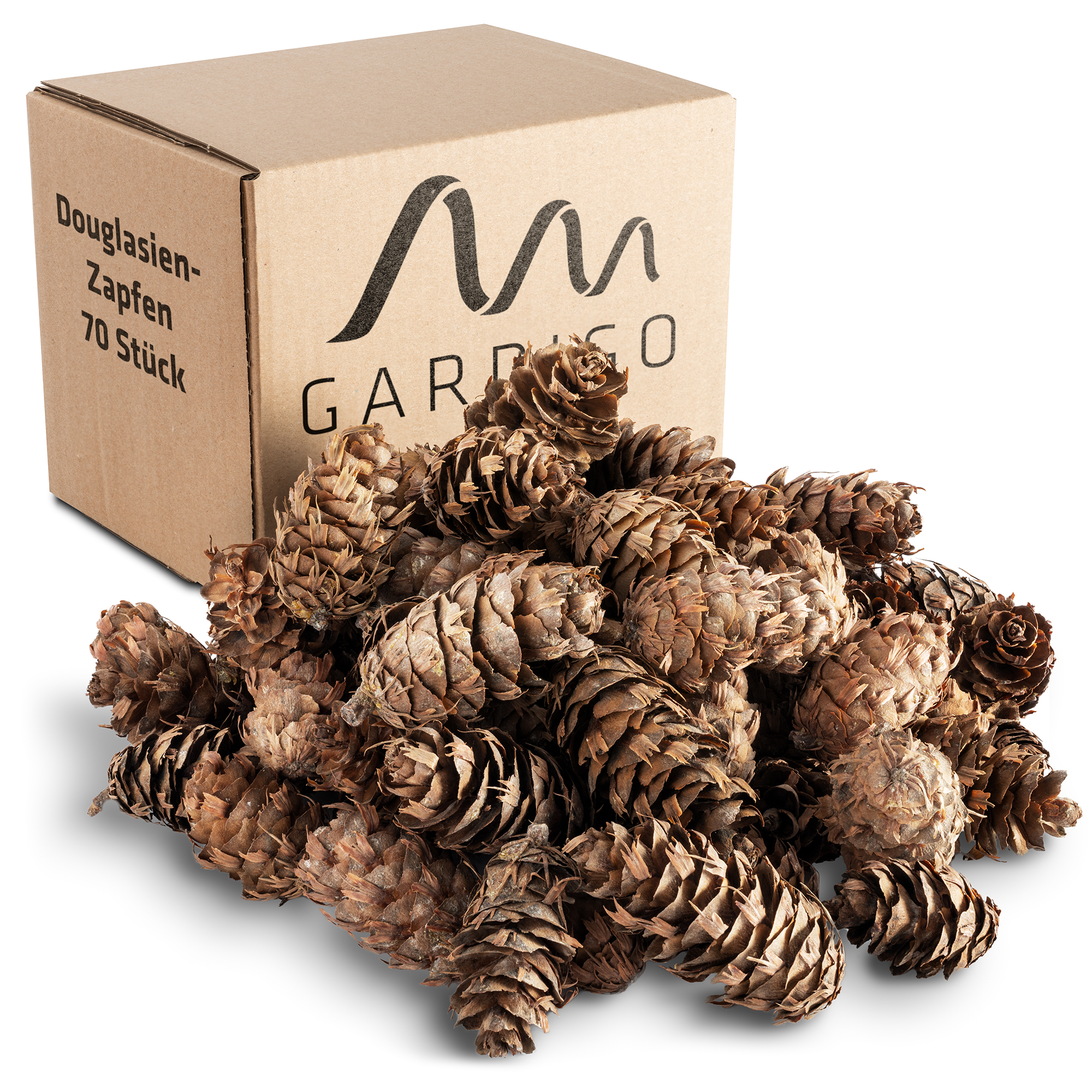 Pommes de pin Douglas