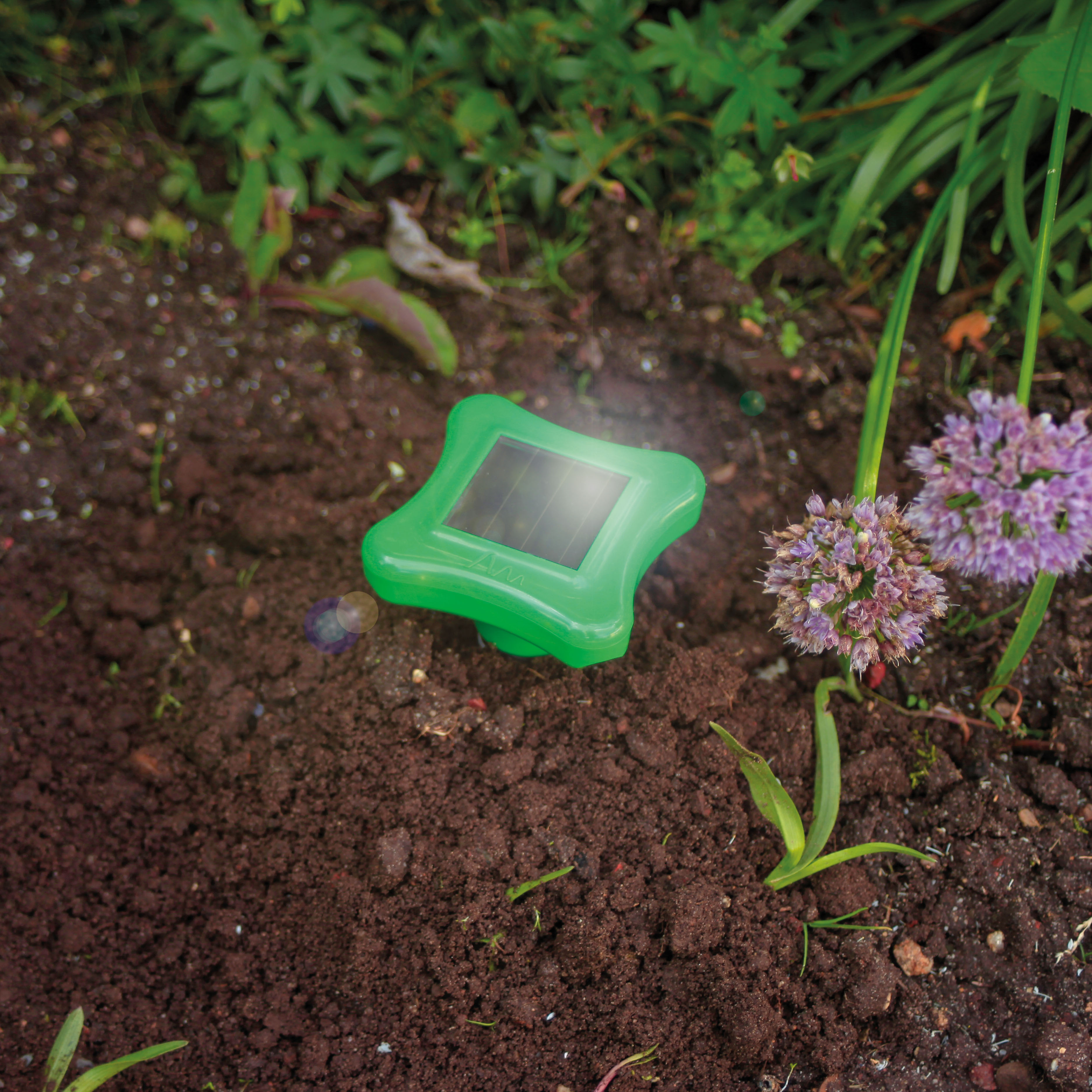 Auch Blumen und andere Pflanzen werden manchmal von Wühltieren angegangen.