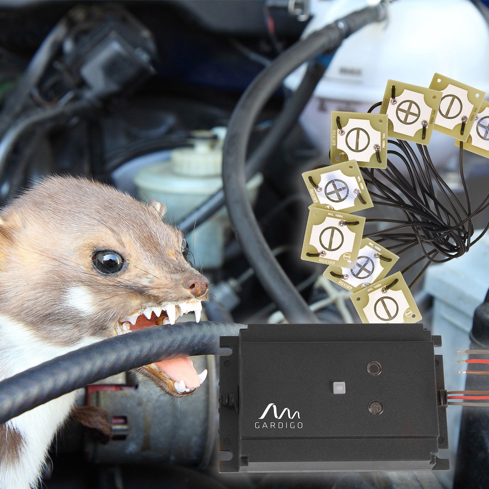 Angebissene Kabel und Aas sind Anzeichen für einen Marder in Ihrem Motorraum.