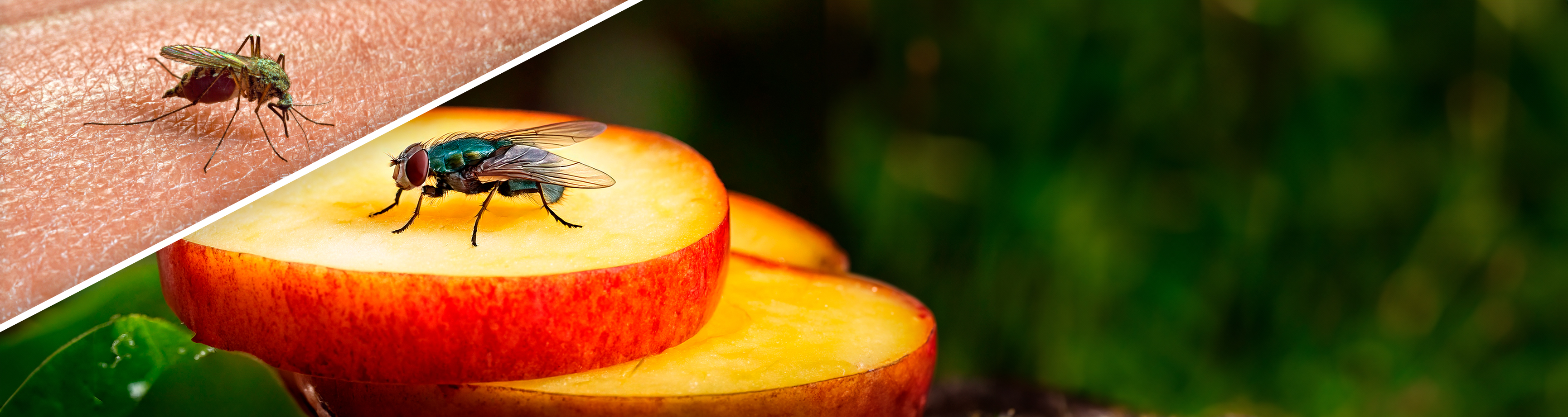 Insektenabwehr im Sommer