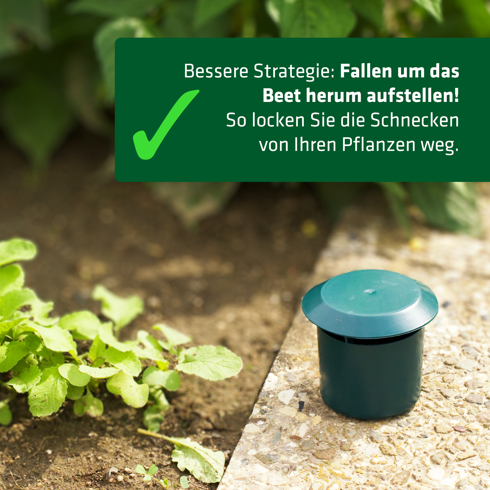 Schneckenfallen richtig aufstellen