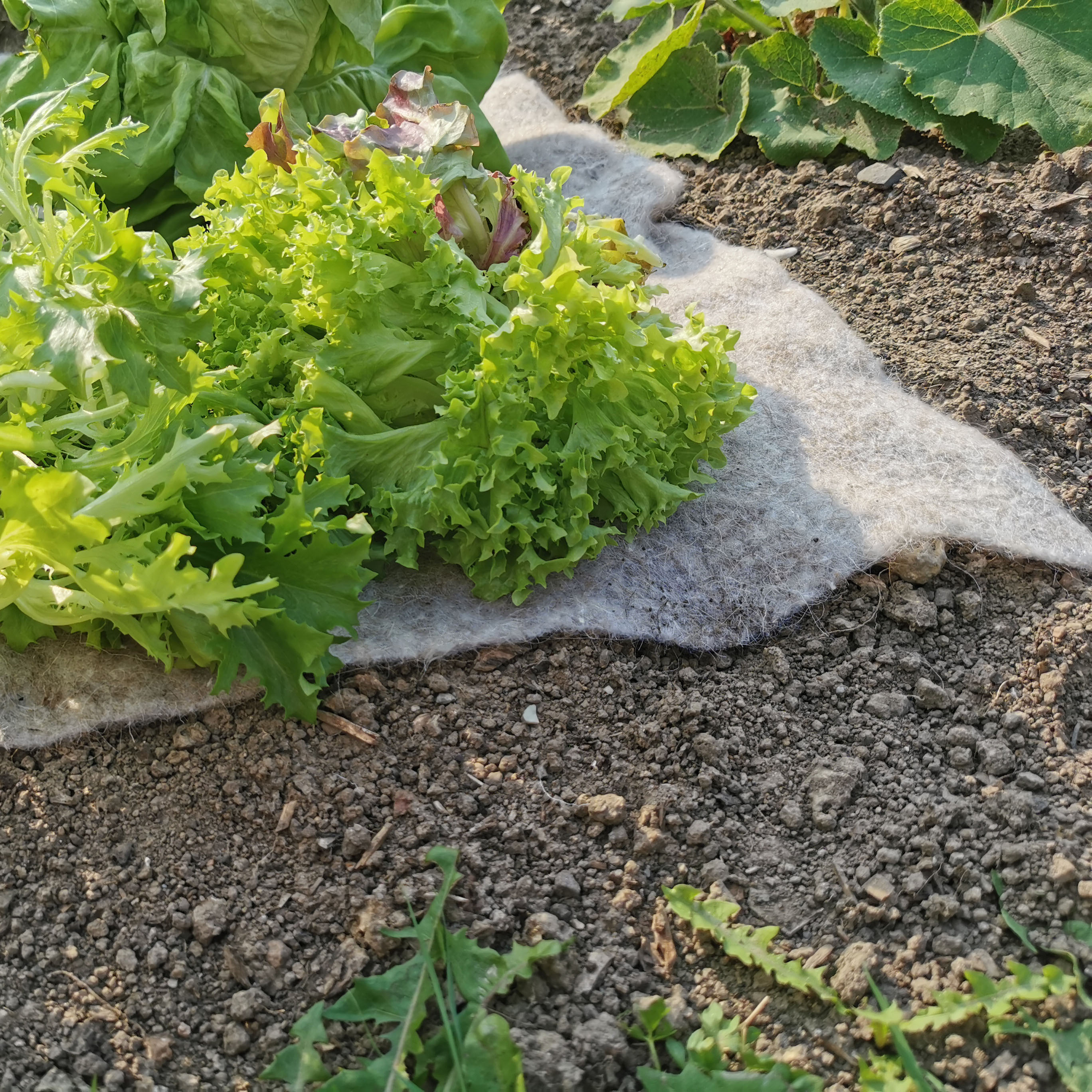 Paillageanti-Limaces 80x60 cm