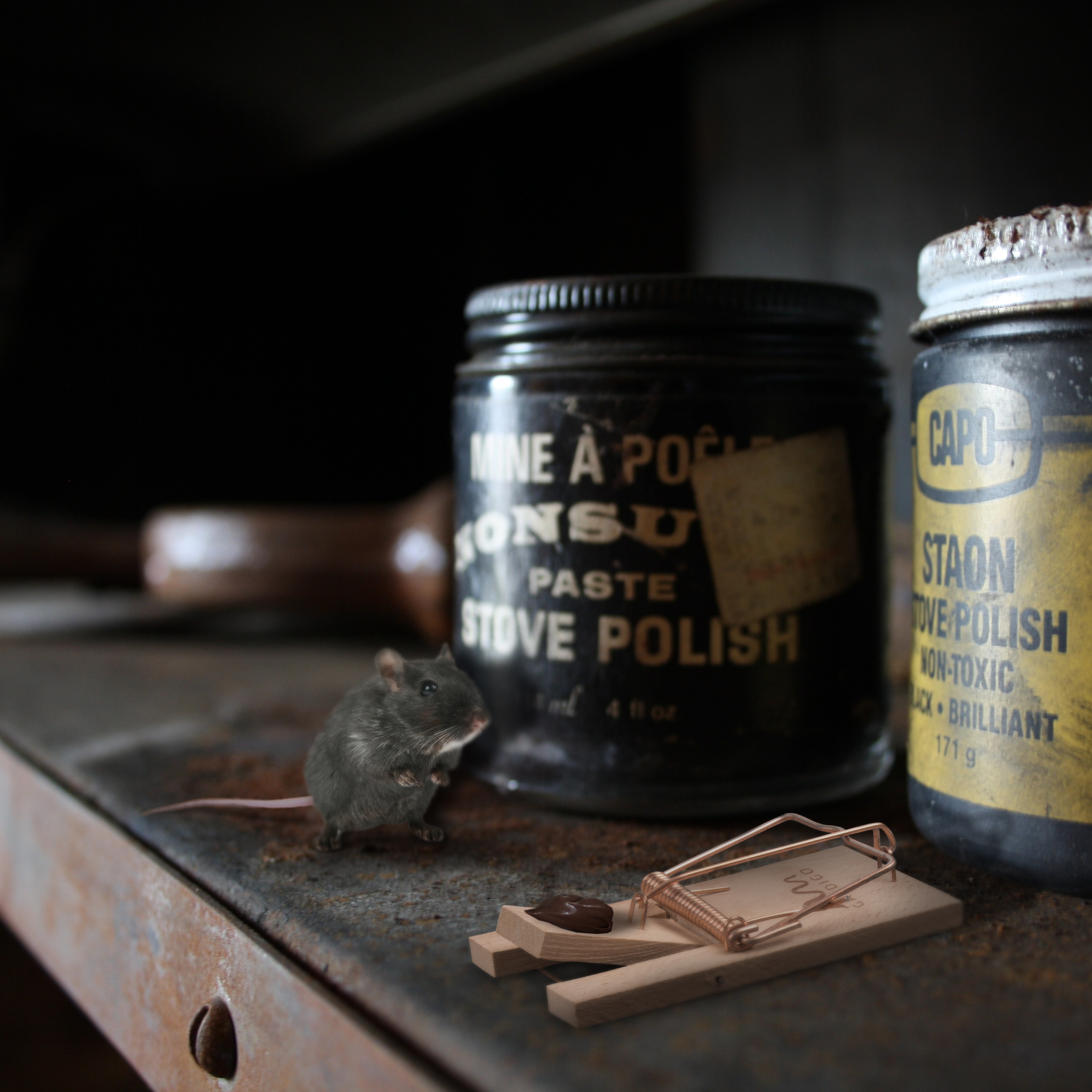 Mäuse können Krankheiten übertragen und das geht besonders schnell wenn sie mit Lebensmitteln in Kontakt kommen.