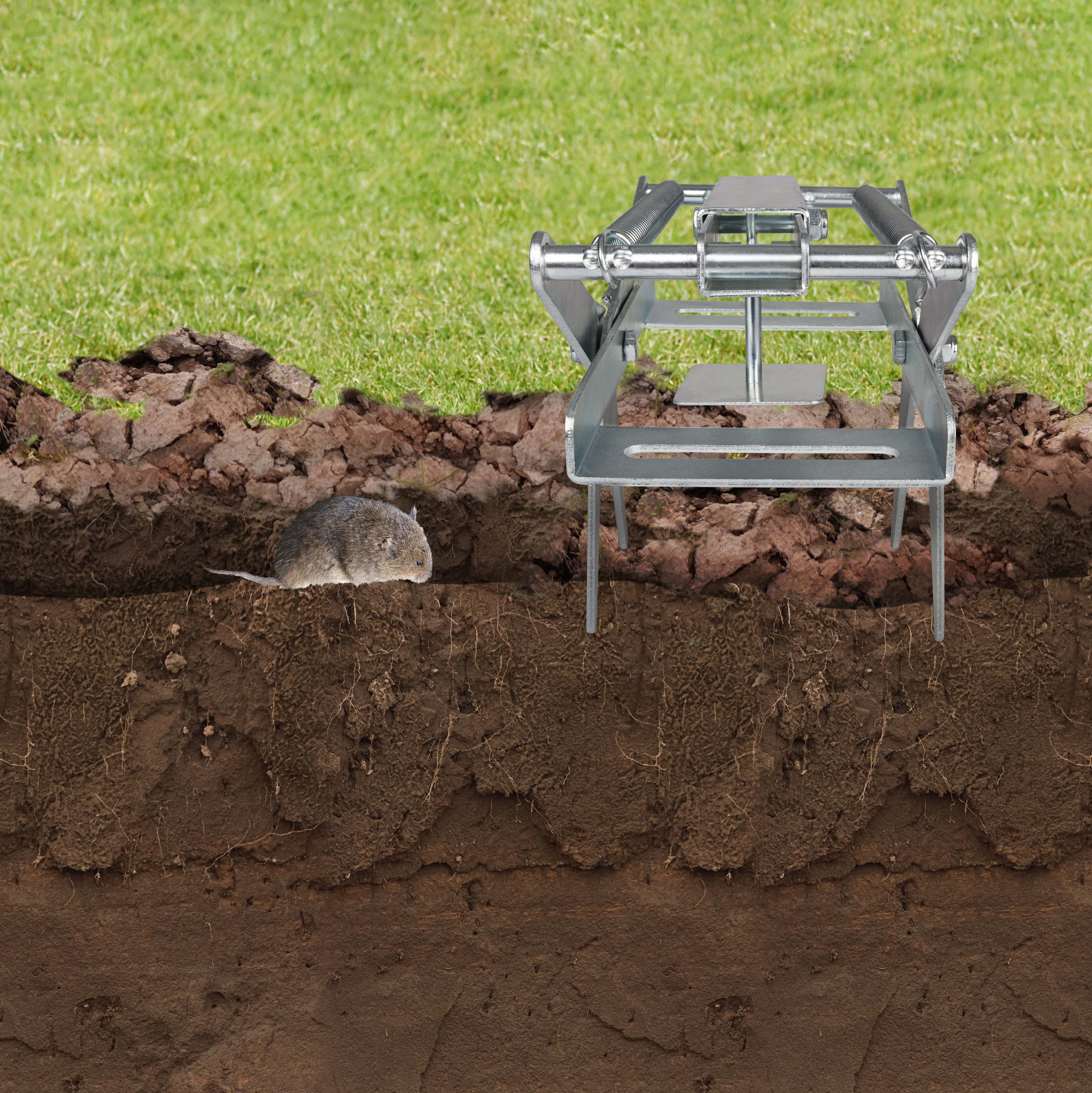 Die Falle bringt den Gang zum Einsturz und wenn die Wühlmaus den Gang wieder freilegen will schnappt die Falle zu.