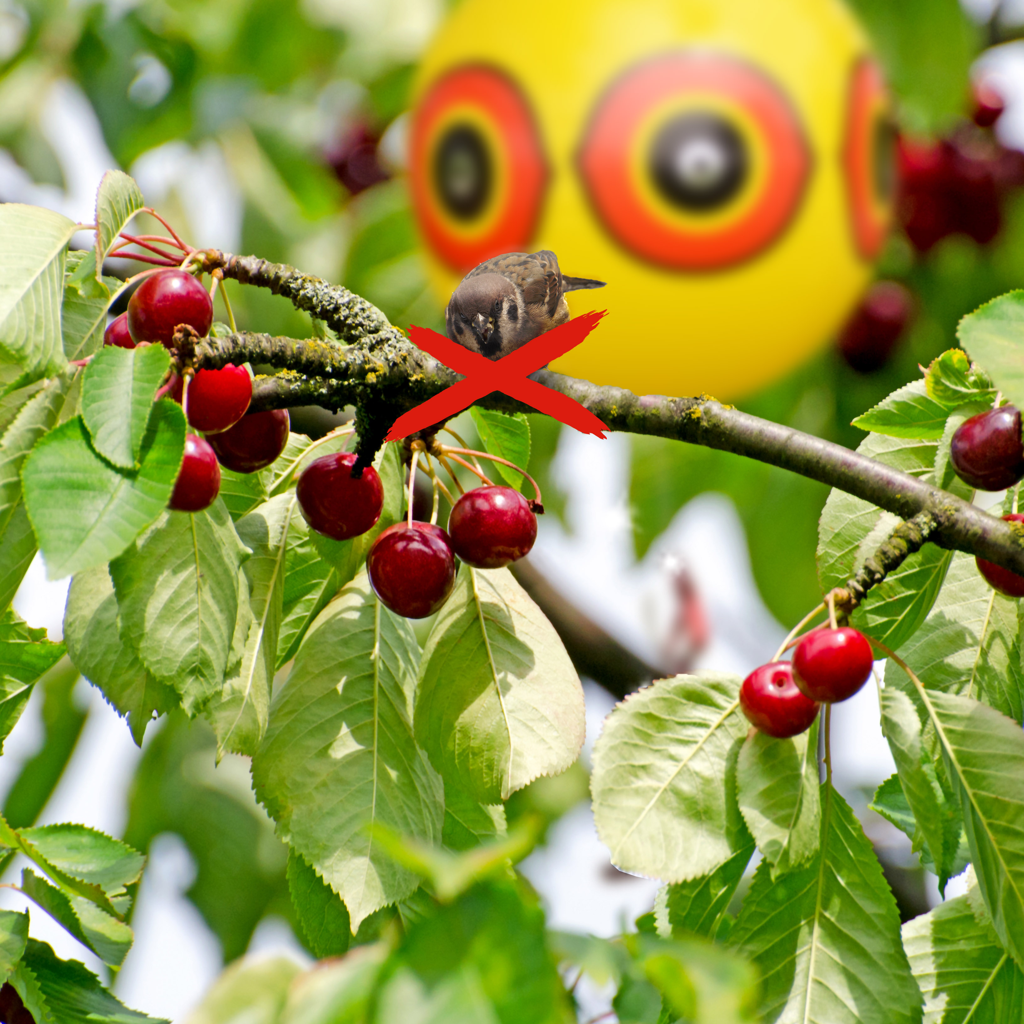 Vögel lassen meist nicht viel von Ihren Kirschen übrig aber die Ballons können Ihnen dabei helfen.
