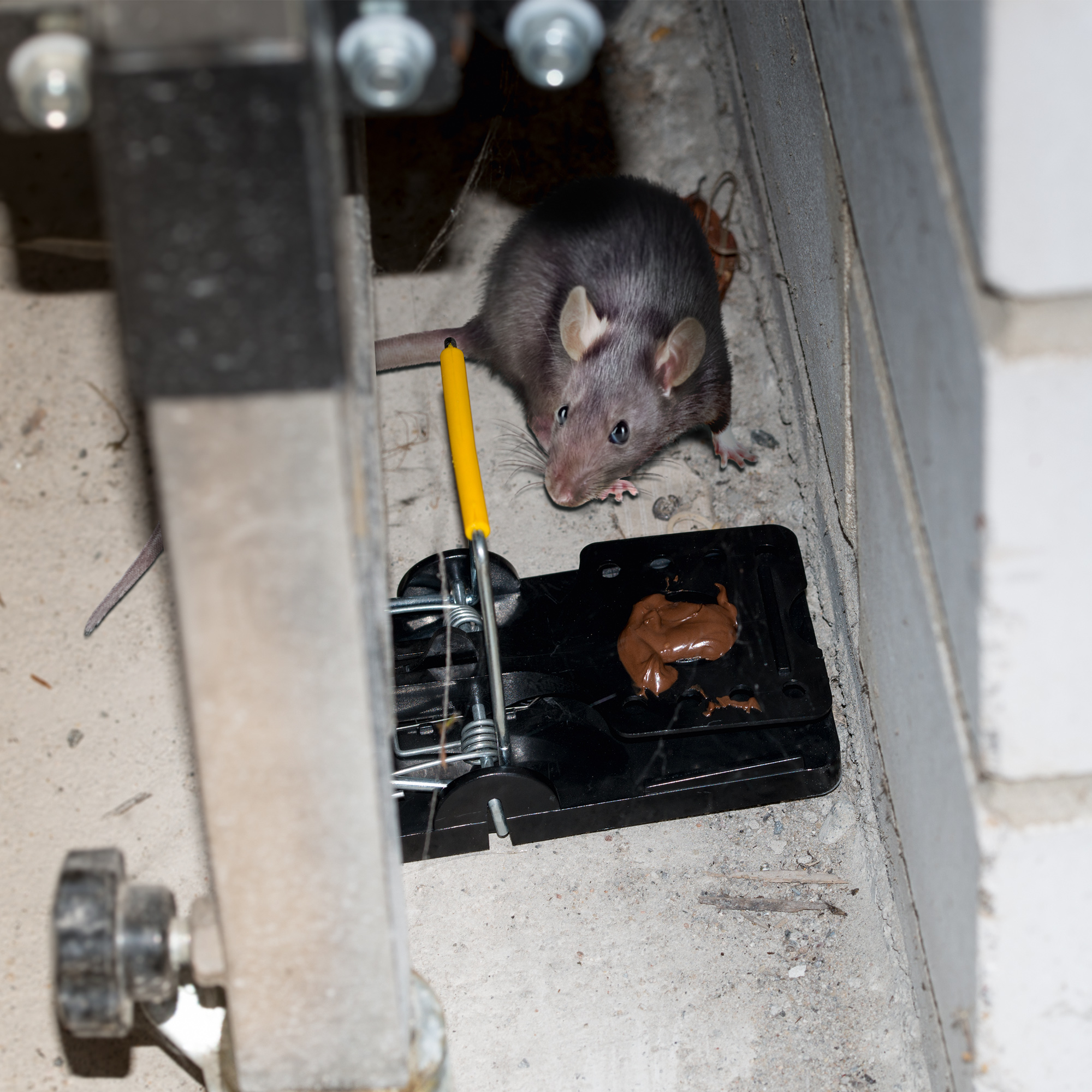 Piège à rat lot de 5