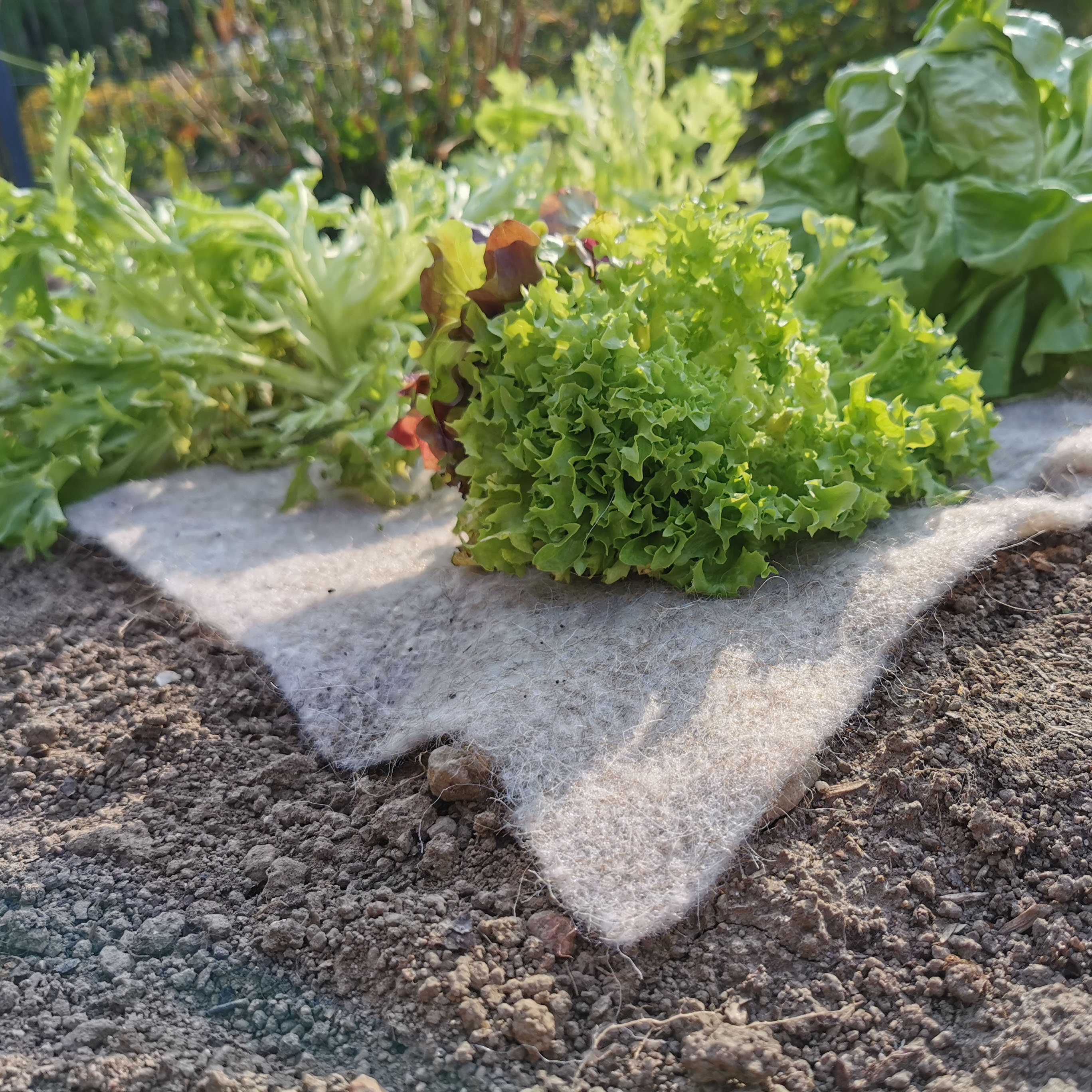 Paillageanti-Limaces 80x60 cm