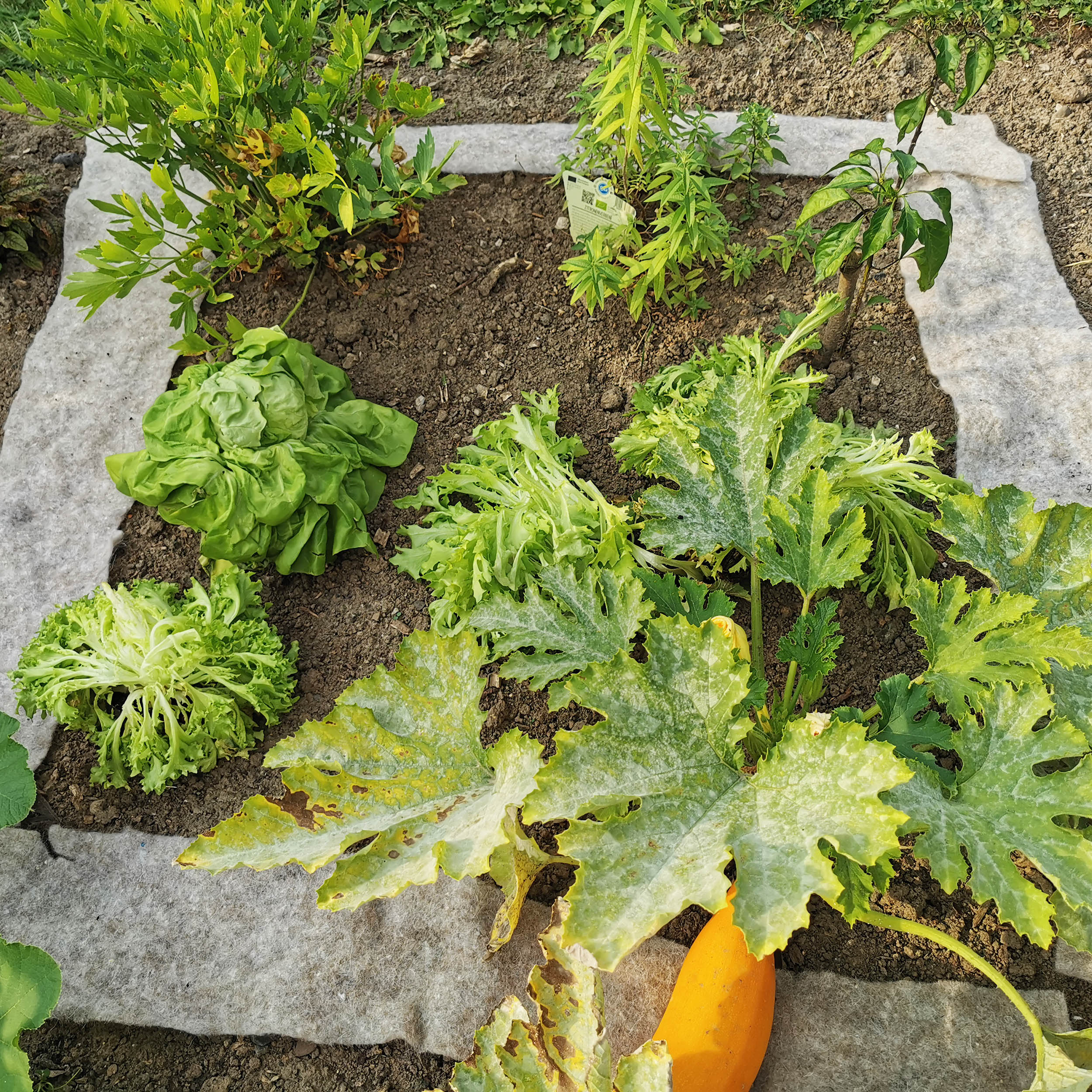 Paillageanti-Limaces 80x60 cm