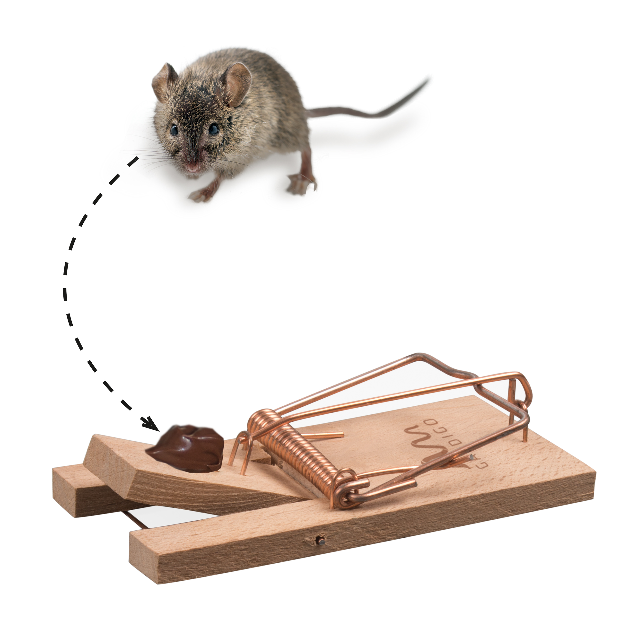 Sobald die Maus sich am Köder auf dem Auslöser zu schaffen machen schnappt die Falle zu.