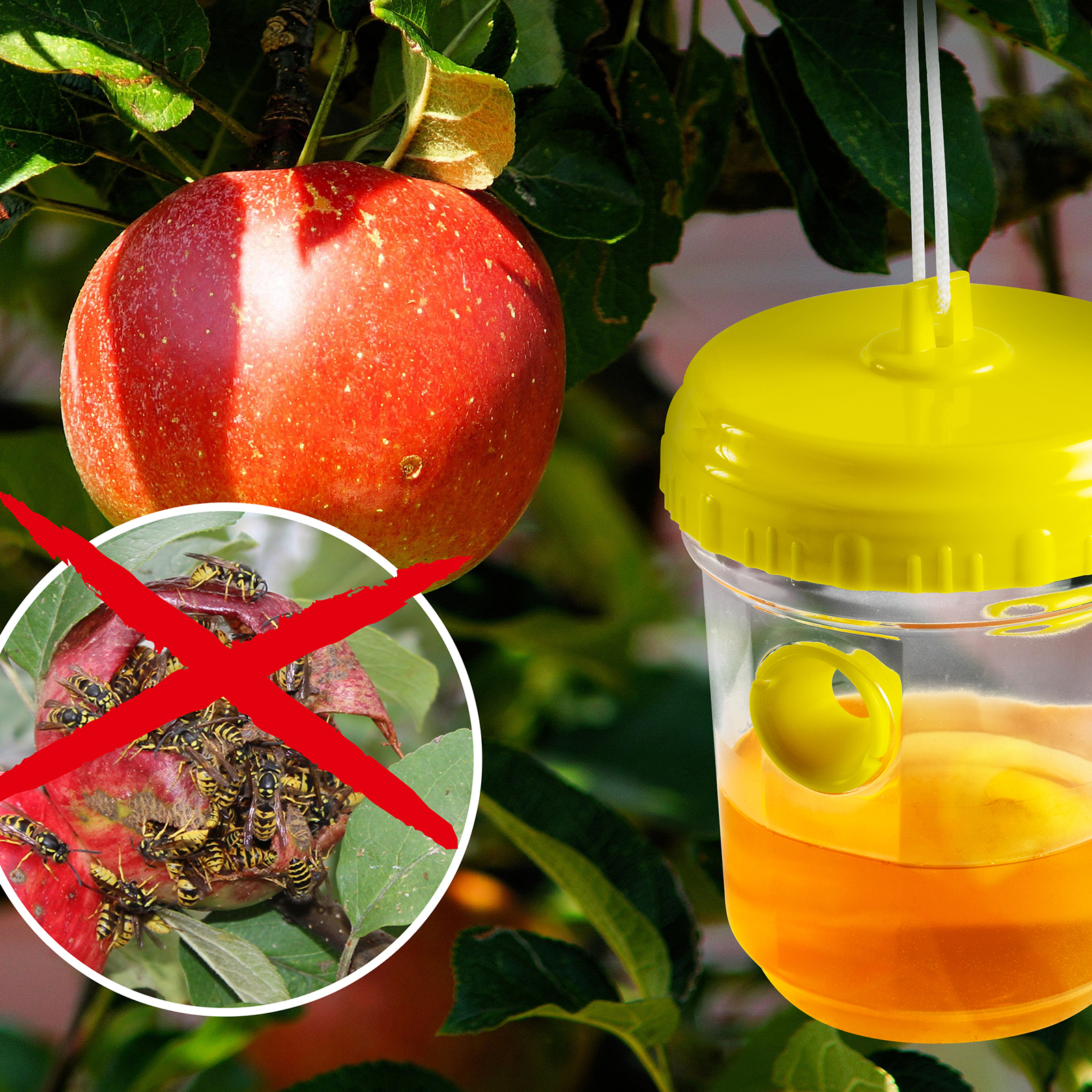 Apfelbaum vor Wespen schützen