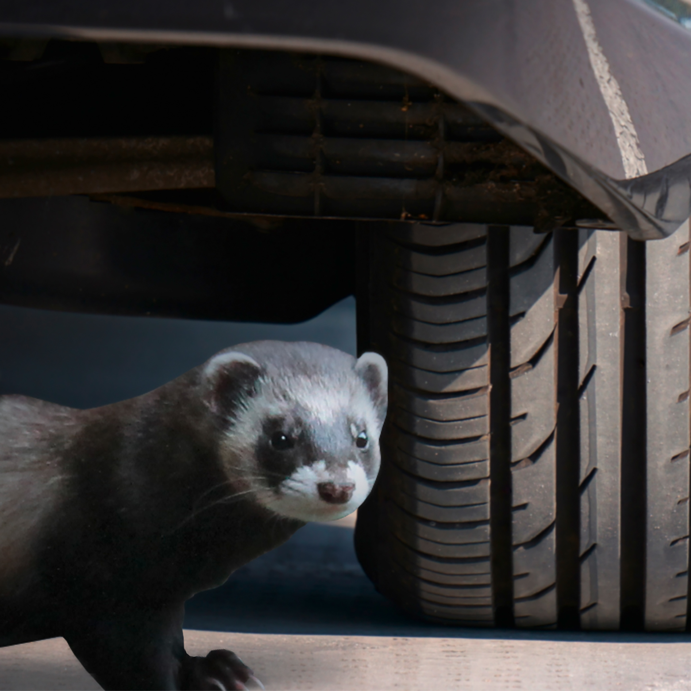 Répulsif anti-Martre pour voiture à ultrason