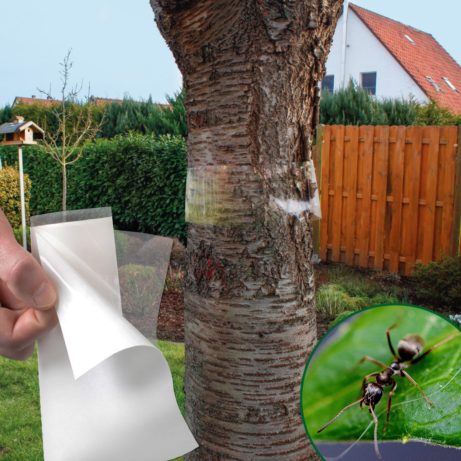 Erleichtern Sie ihrem Baum das Leben und schützen Sie ihn gegen Ameisen und Frostspanner.