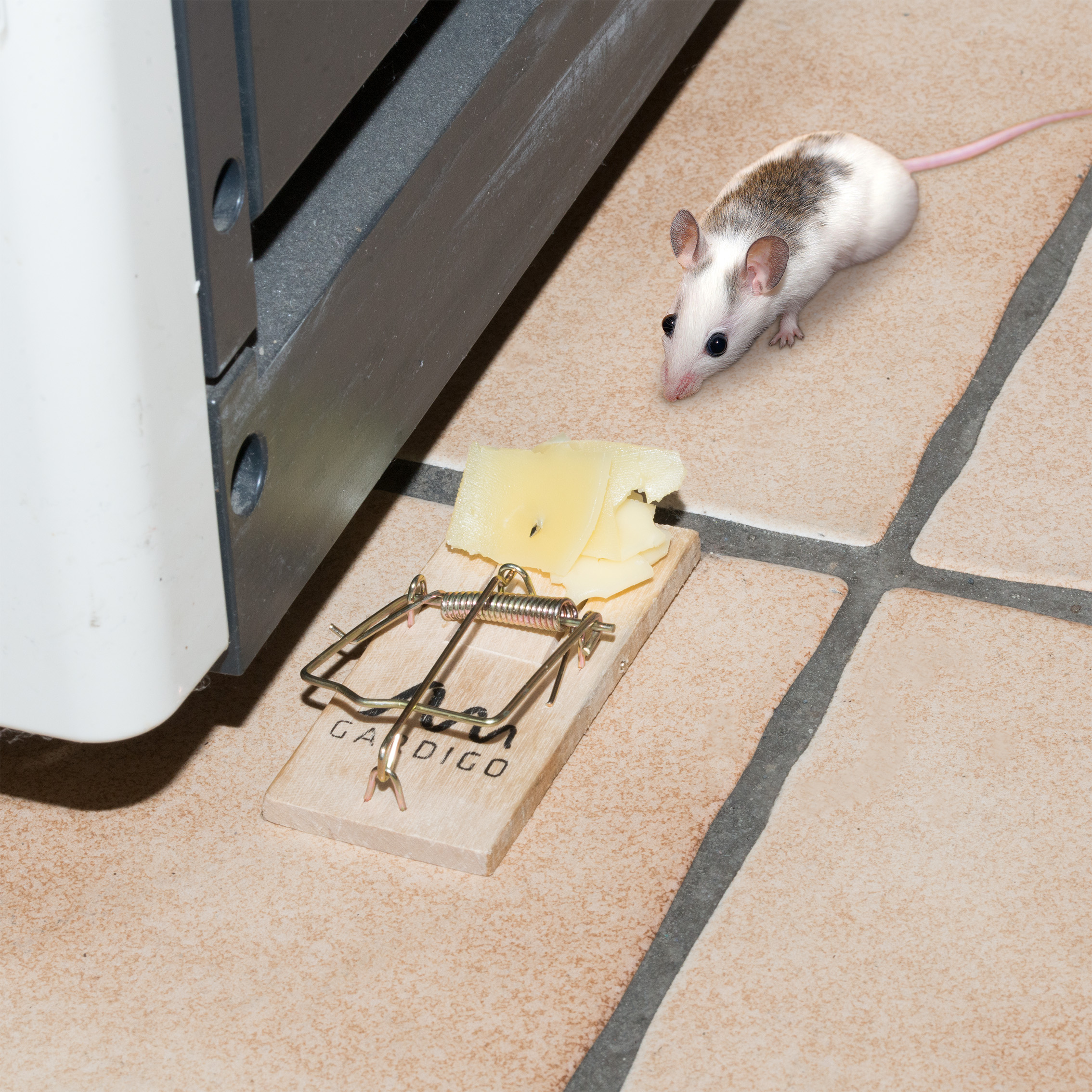 Sie können die Falle überall dort platzieren, wo das akute Mauseproblem besteht.
