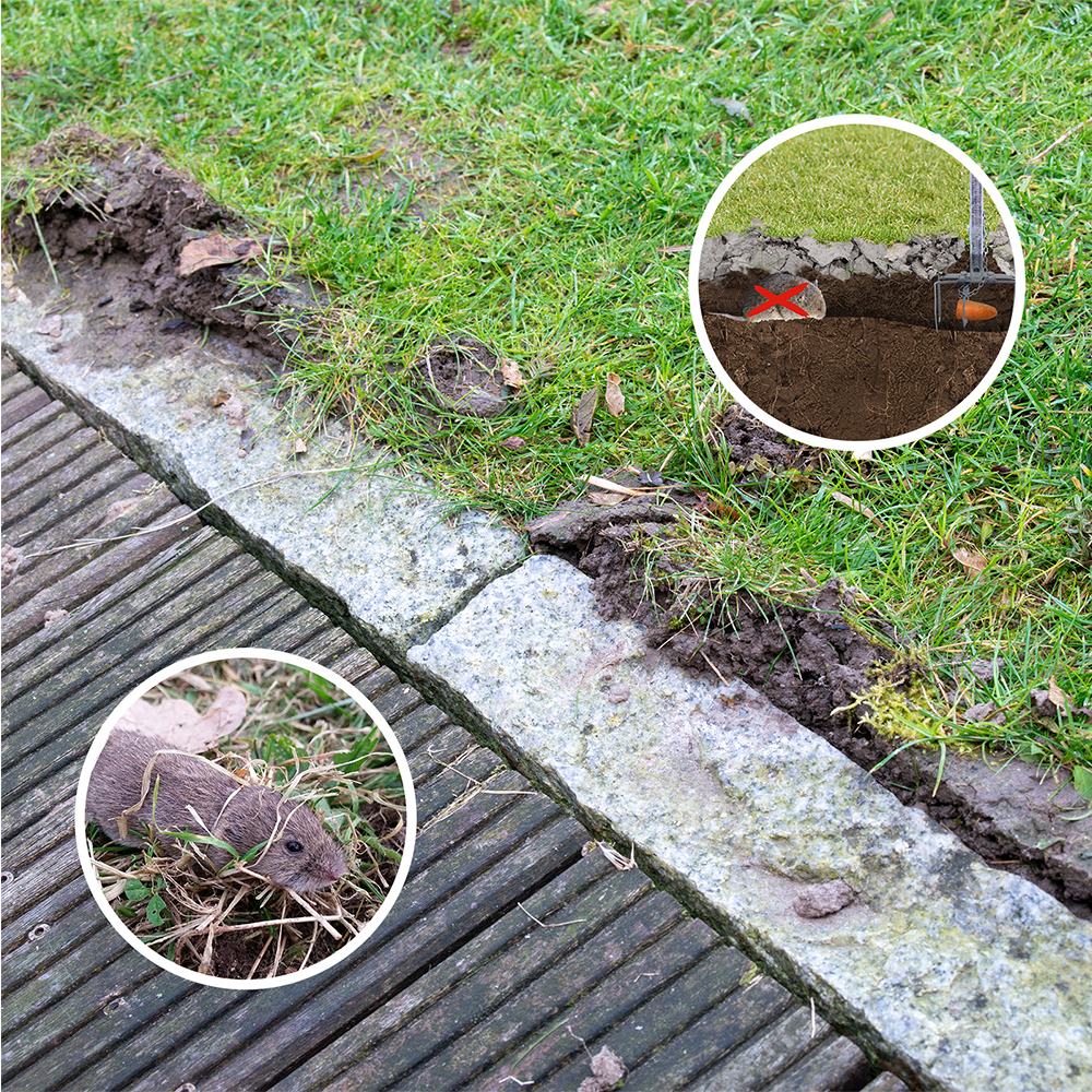 Wühlmäuse graben dicht unter der Rasenoberfläche und die Tunnel können schnell zur Stolperfalle werden.
