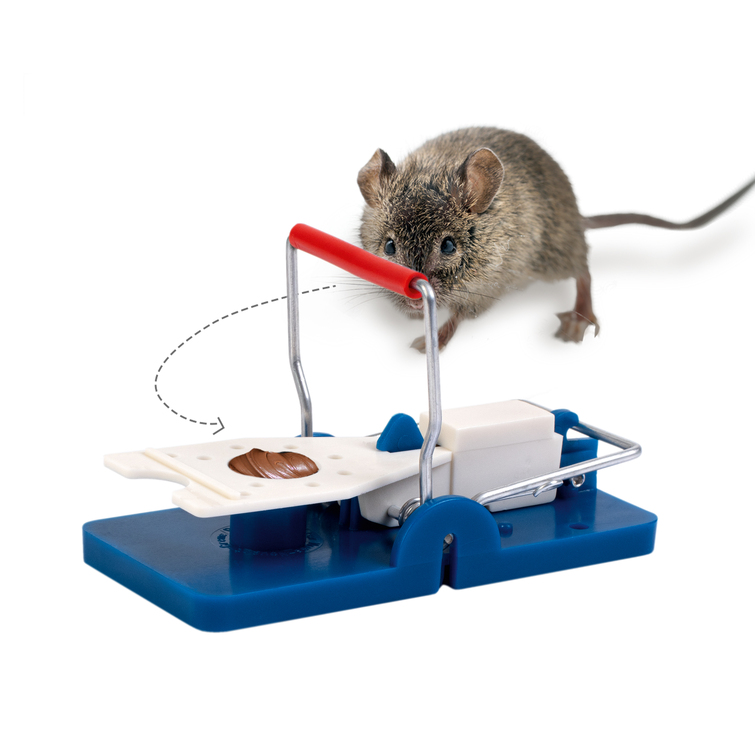 Tritt die Maus auf den Auslöser schnappt die Falle zu und Sie können die Maus entsorgen.