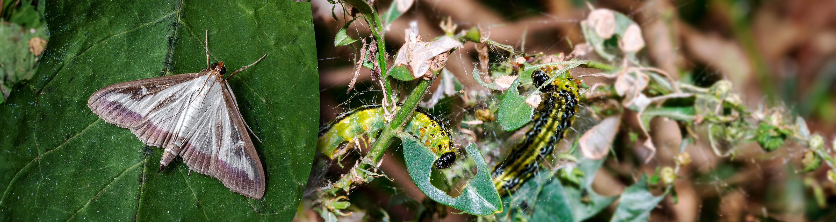 Buchsbaumzünsler bekämpfen