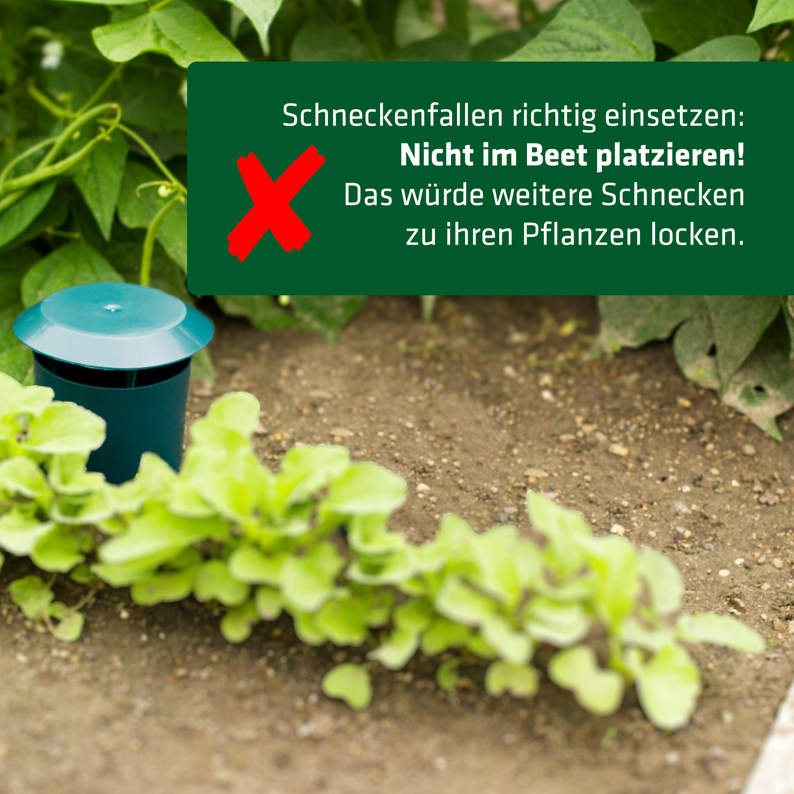 Richtige Anwendung: Nicht im Beet platzieren