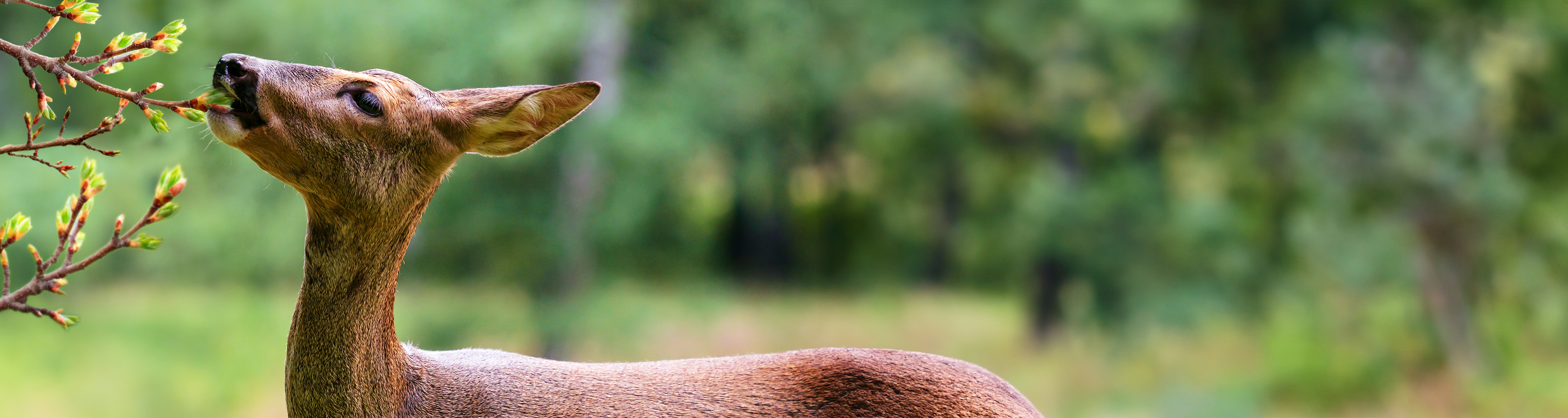 répulsifs contre les animaux sauvages