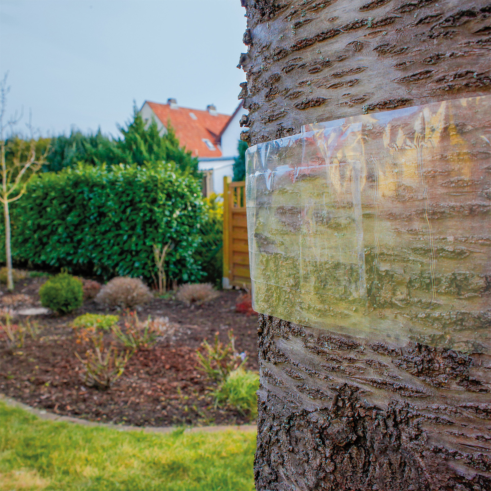Die Folie ist bewusst durchsichtig, da weiße Leimringe auch Nutzinsekten anziehen können.