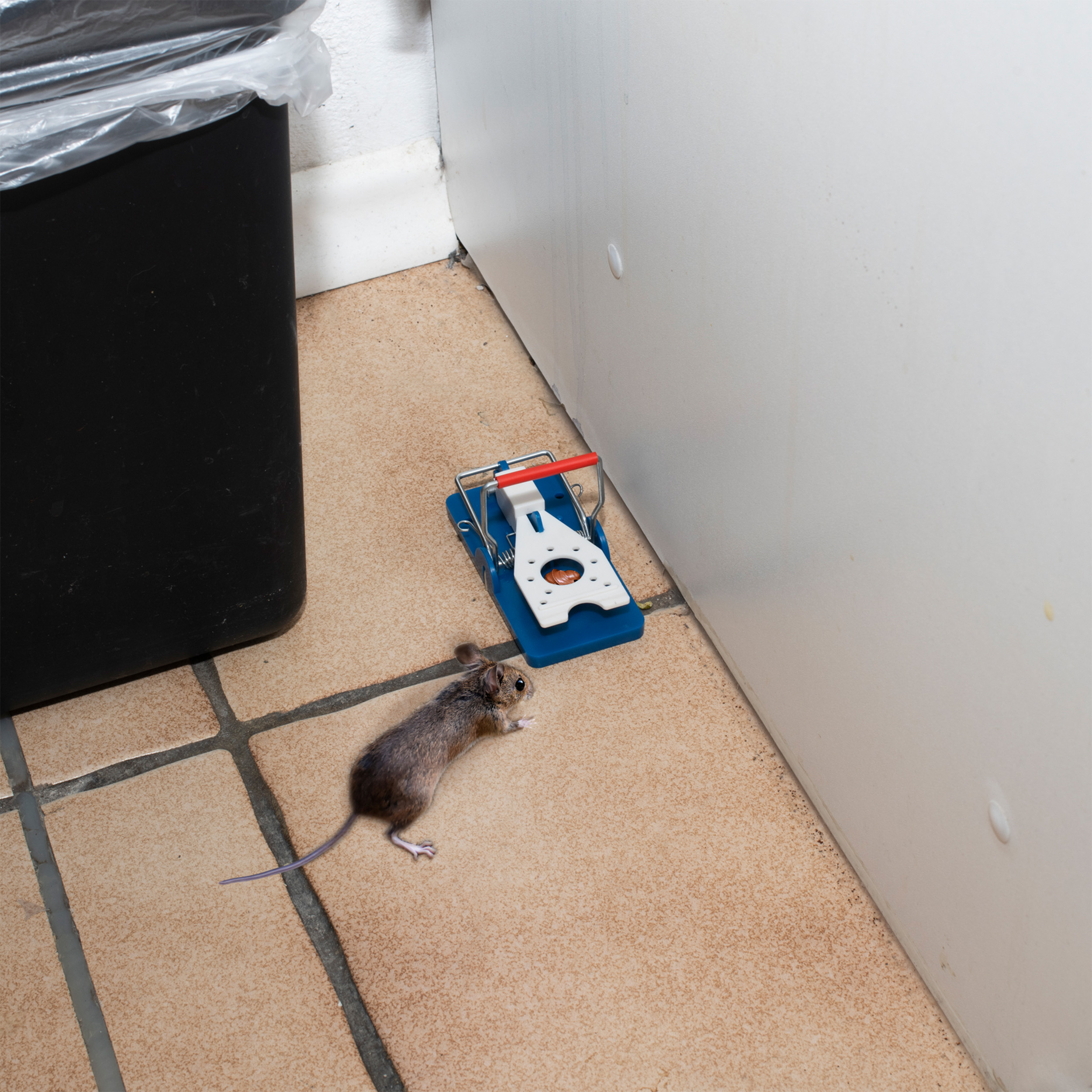 Bestücken Sie die Falle mit einem Köder, wie Nuss-Nougat-Creme, und platzieren Sie sie nah an der Wand am Problemort.