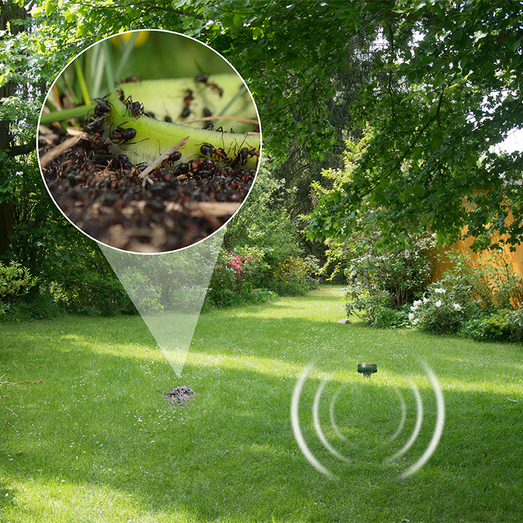 Ein Ameisenvolk kann im Garten großen Schaden an den Pflanzen anrichten.