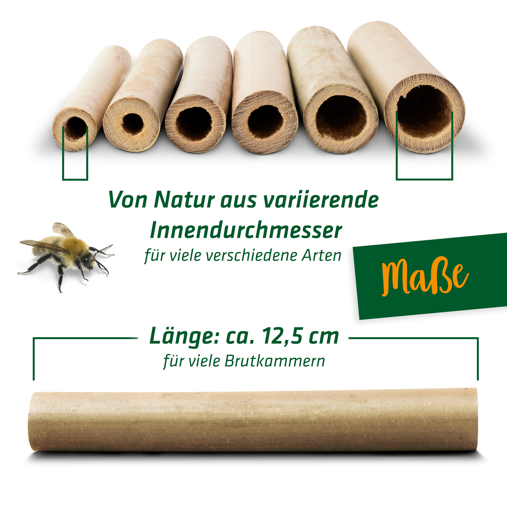 Lange Bambusröhrchen erlauben es den Bienen, viele Brutkammern anzulegen.
