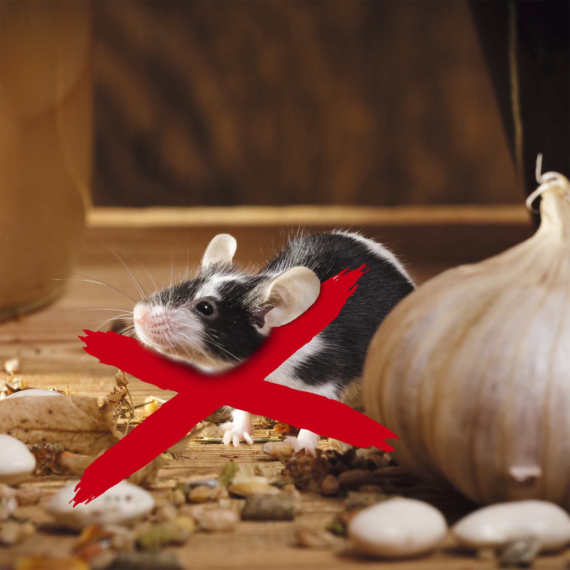 Stoppen Sie Mäuse und Ratten bevor sie Ihre Speisekammer plündern.