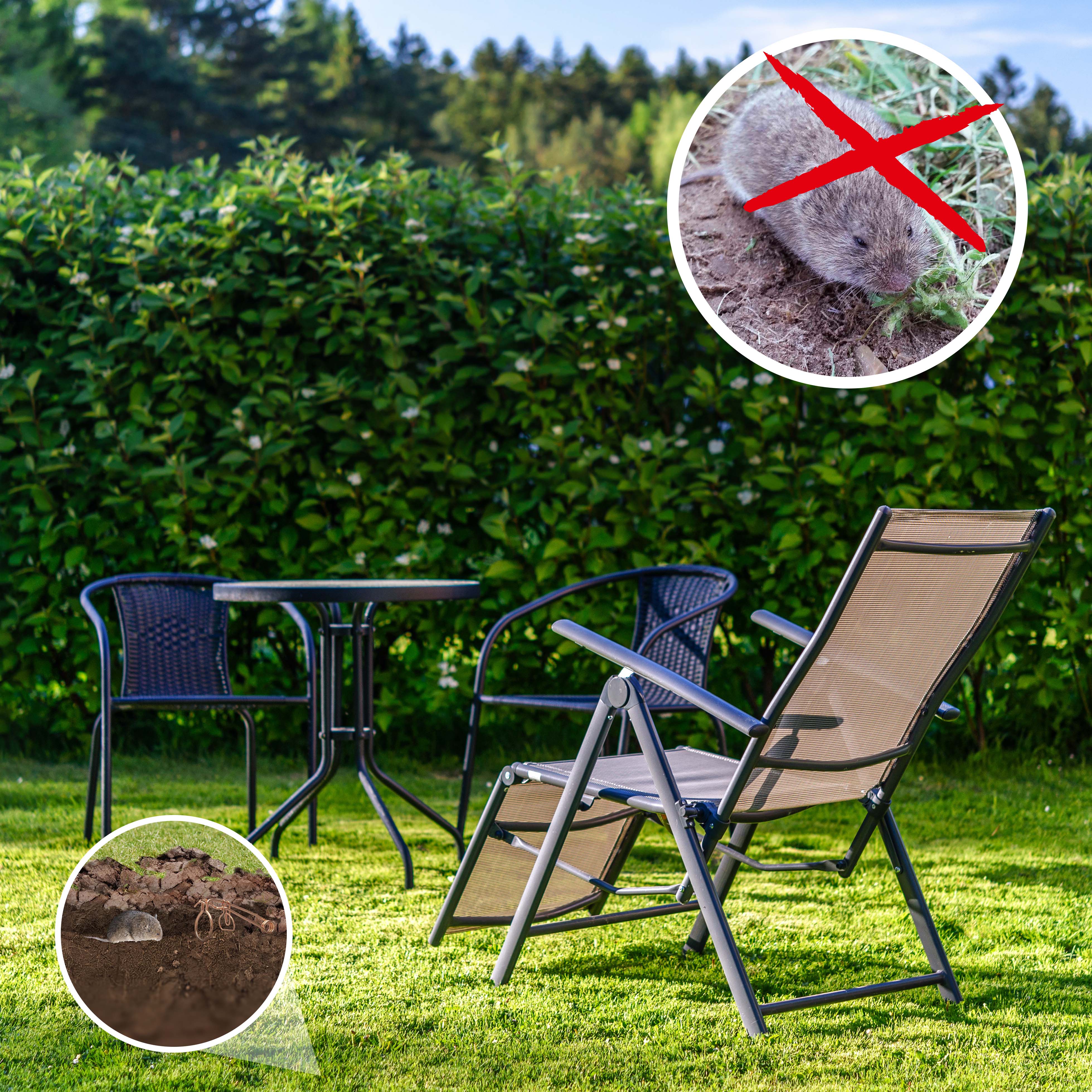 Die Gänge unter dem Rasen können zu Stolperfallen werden oder Gartenmöbel beim Setzen einbrechen lassen.