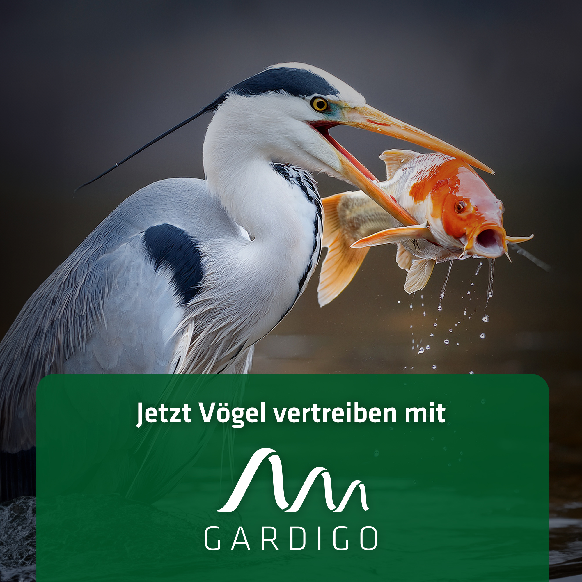 Jetzt Vögel vertreiben mit Gardigo!