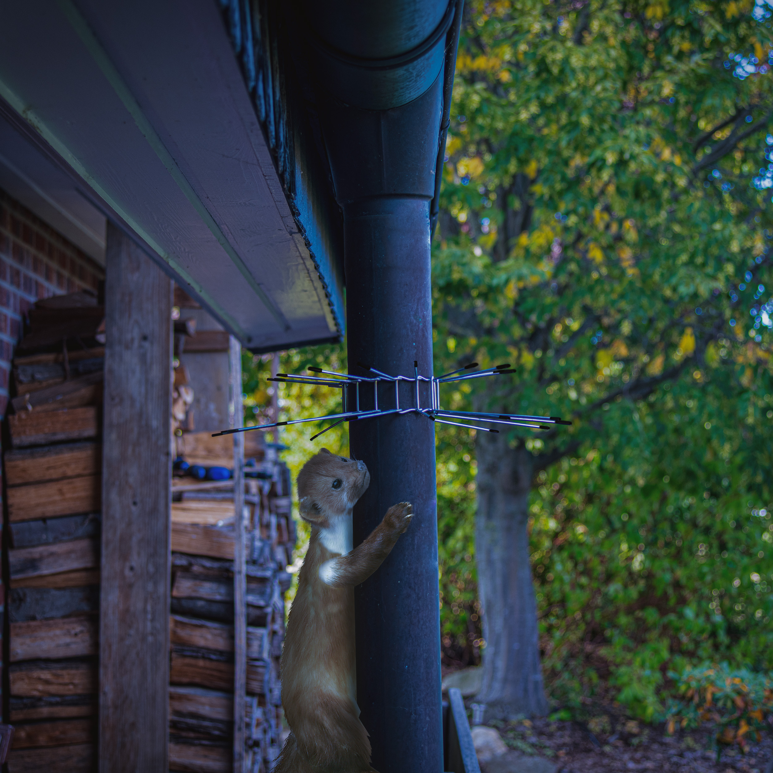 Ceinture de protection anti-martres lot de 2