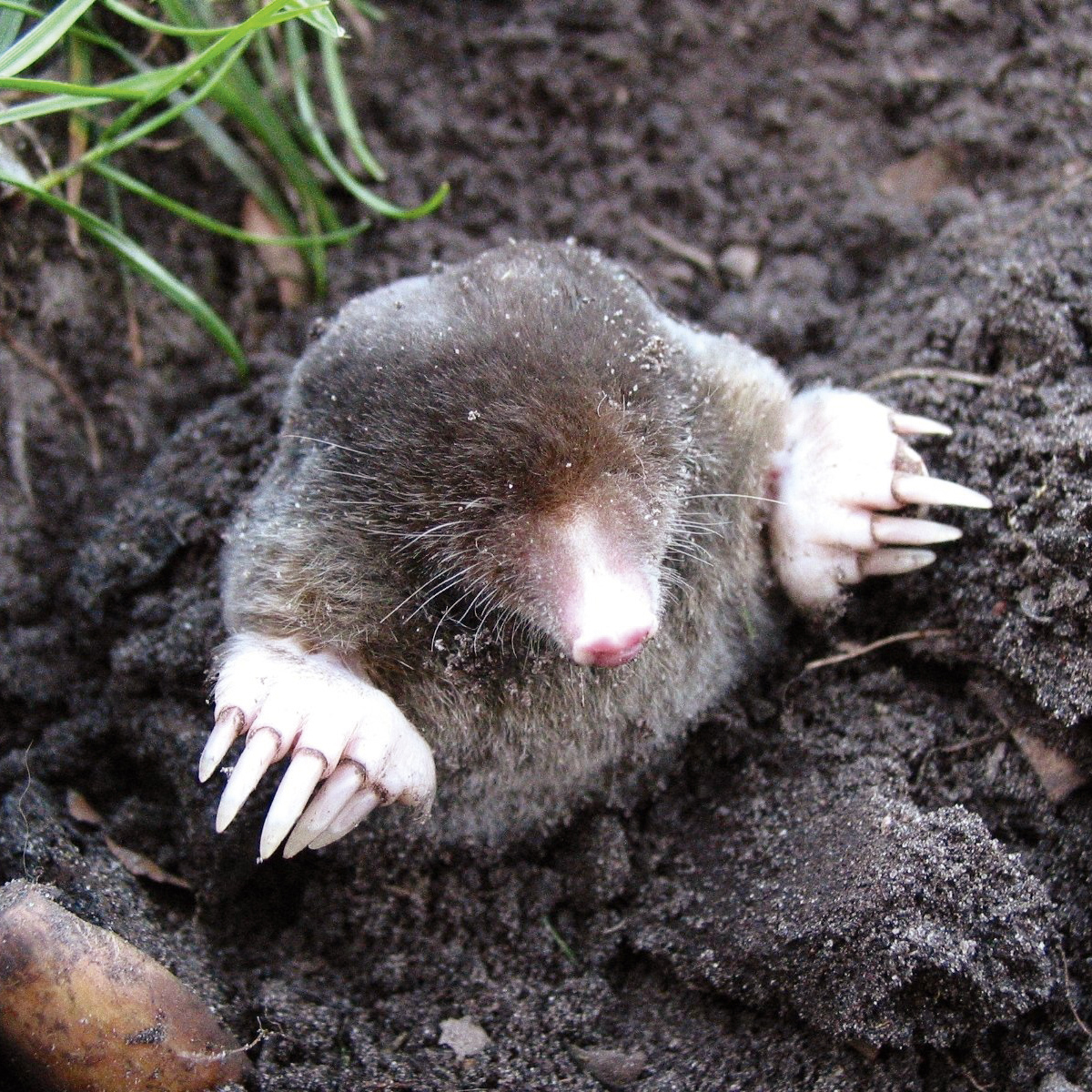 Der unterirdische Schall schadet den Tieren nicht aber auf Dauer werden sie sich einen leiseren, angenehmeren Ort suchen.