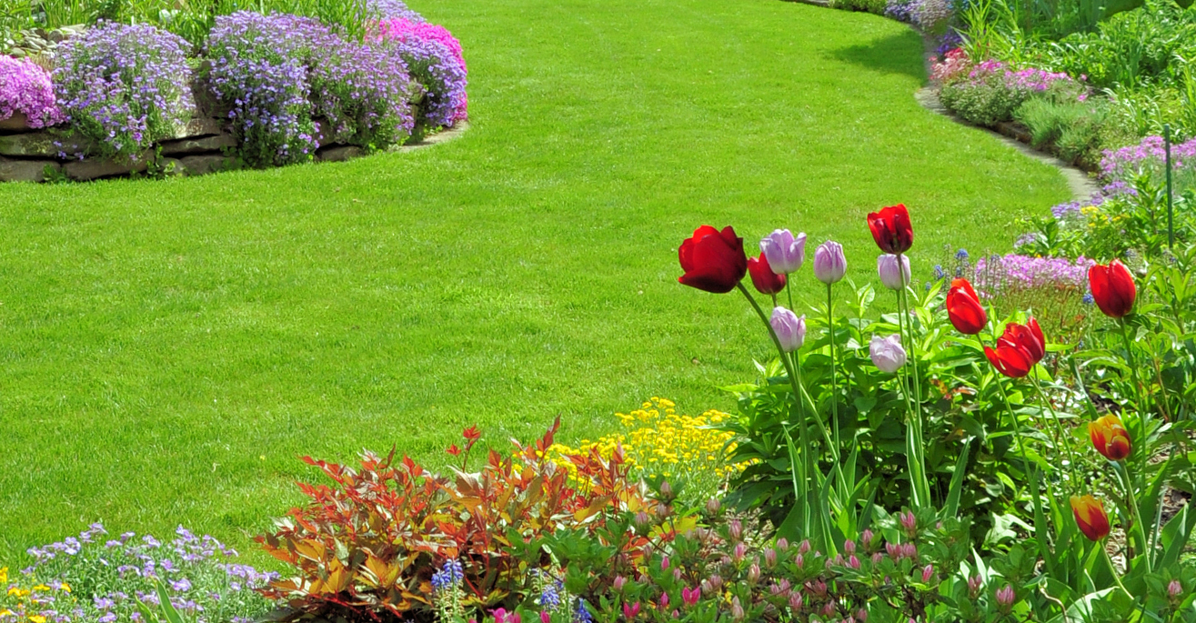 Waschbär aus dem Garten vertreiben