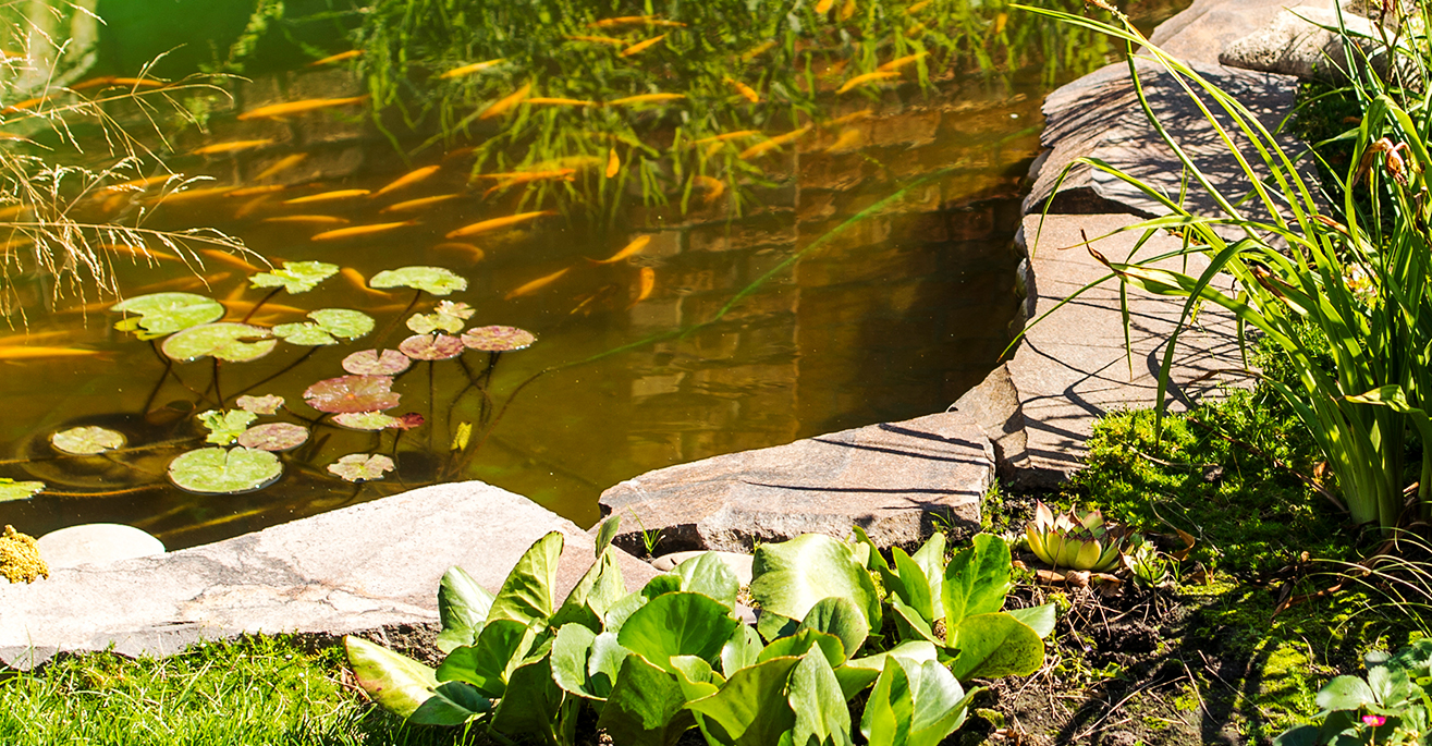 Waschbärabwehr am Teich