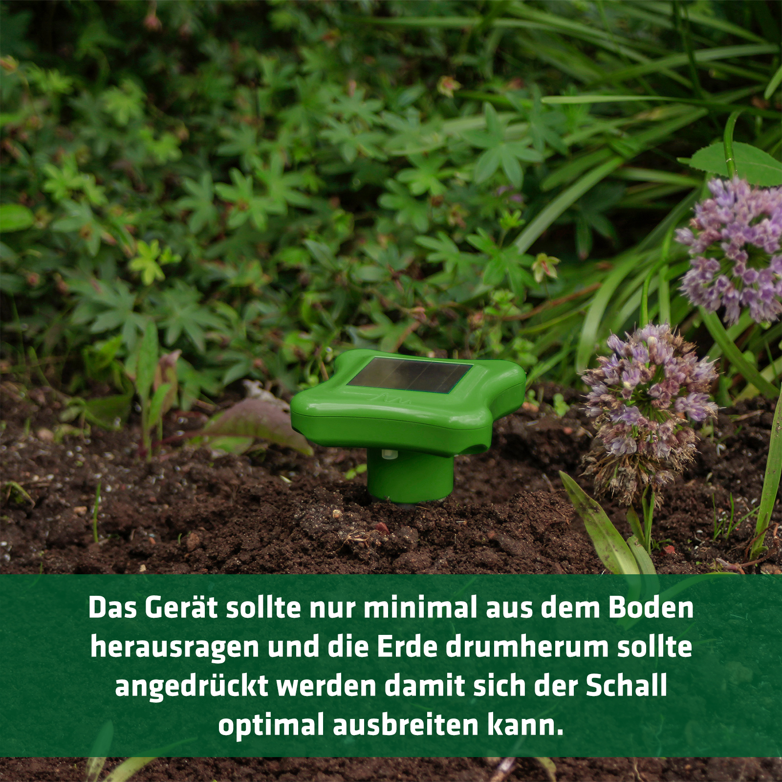 Der Maulwurfschreck sollte richtig in den Erdboden eingesetzt werden.