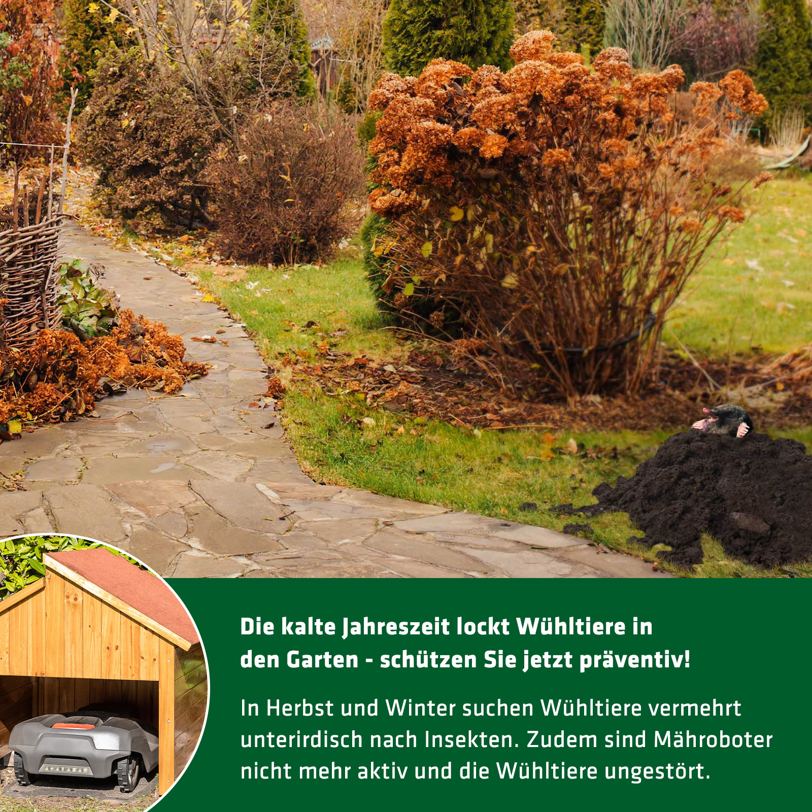 Im Herbst ist besonders viel Wühltier-Aktivität. Schützen Sie Ihren Garten mit Präventivmaßnahmen!