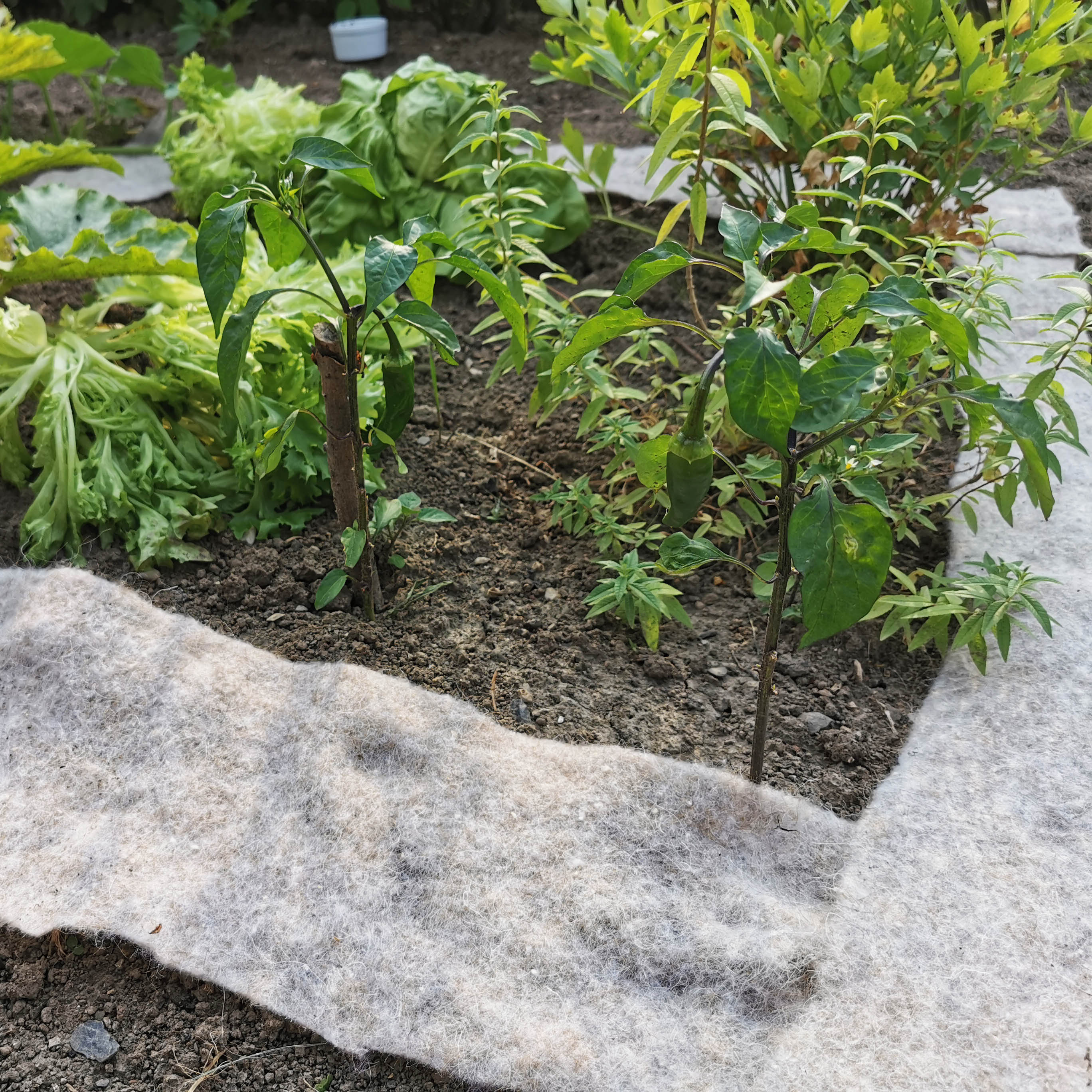 Paillageanti-Limaces 80x60 cm