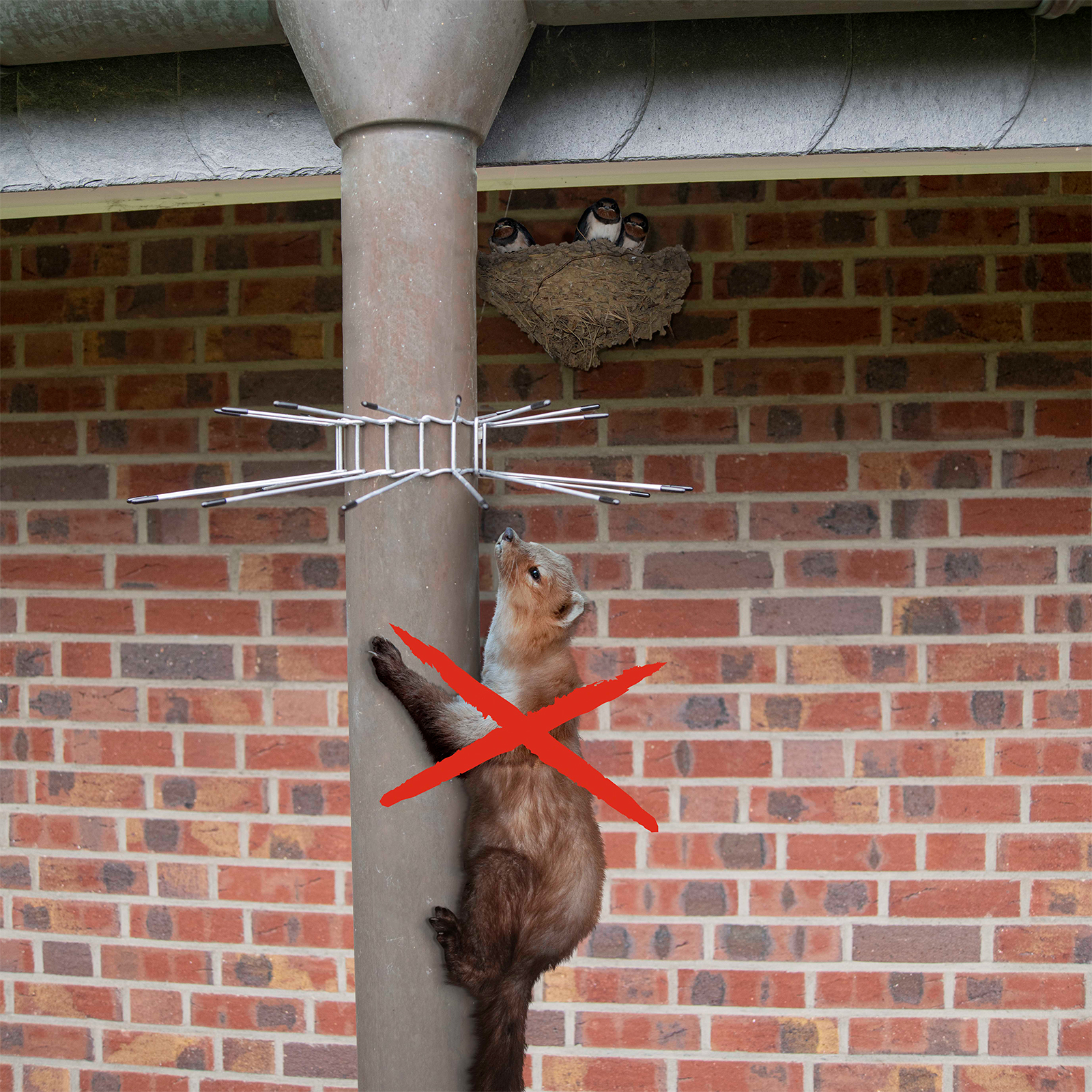 Ceinture de protection anti-martres lot de 2