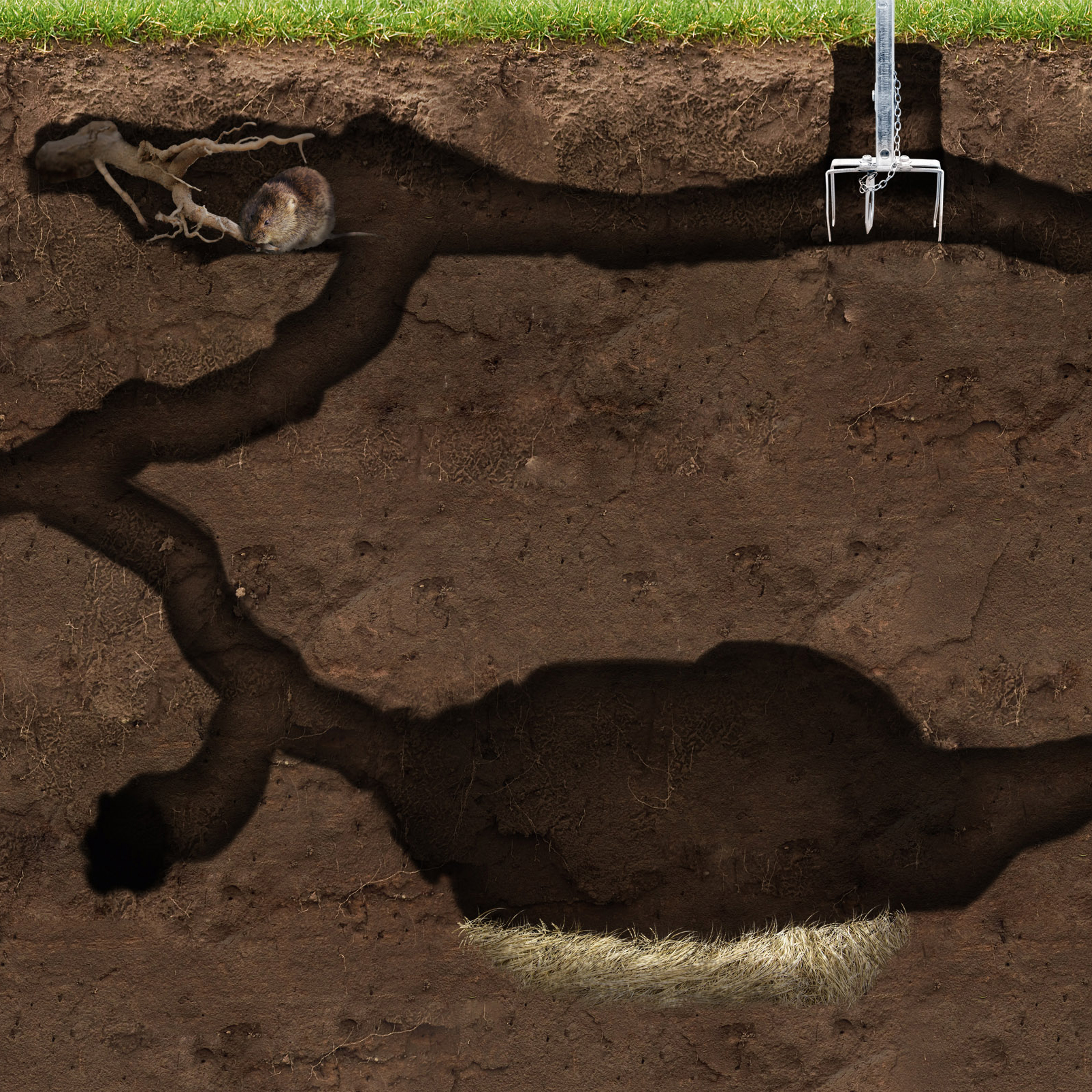 Wühlmäuse können vielen Pflanzen enormen Schaden durch das Anfressen von Wurzeln zufügen.