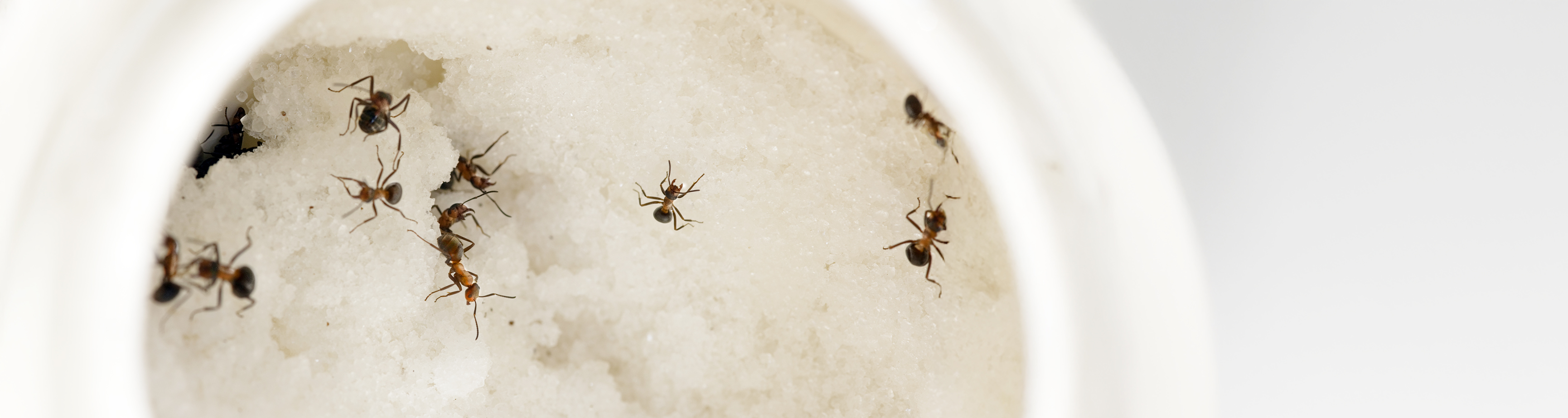 Ungezieferbekämpfung