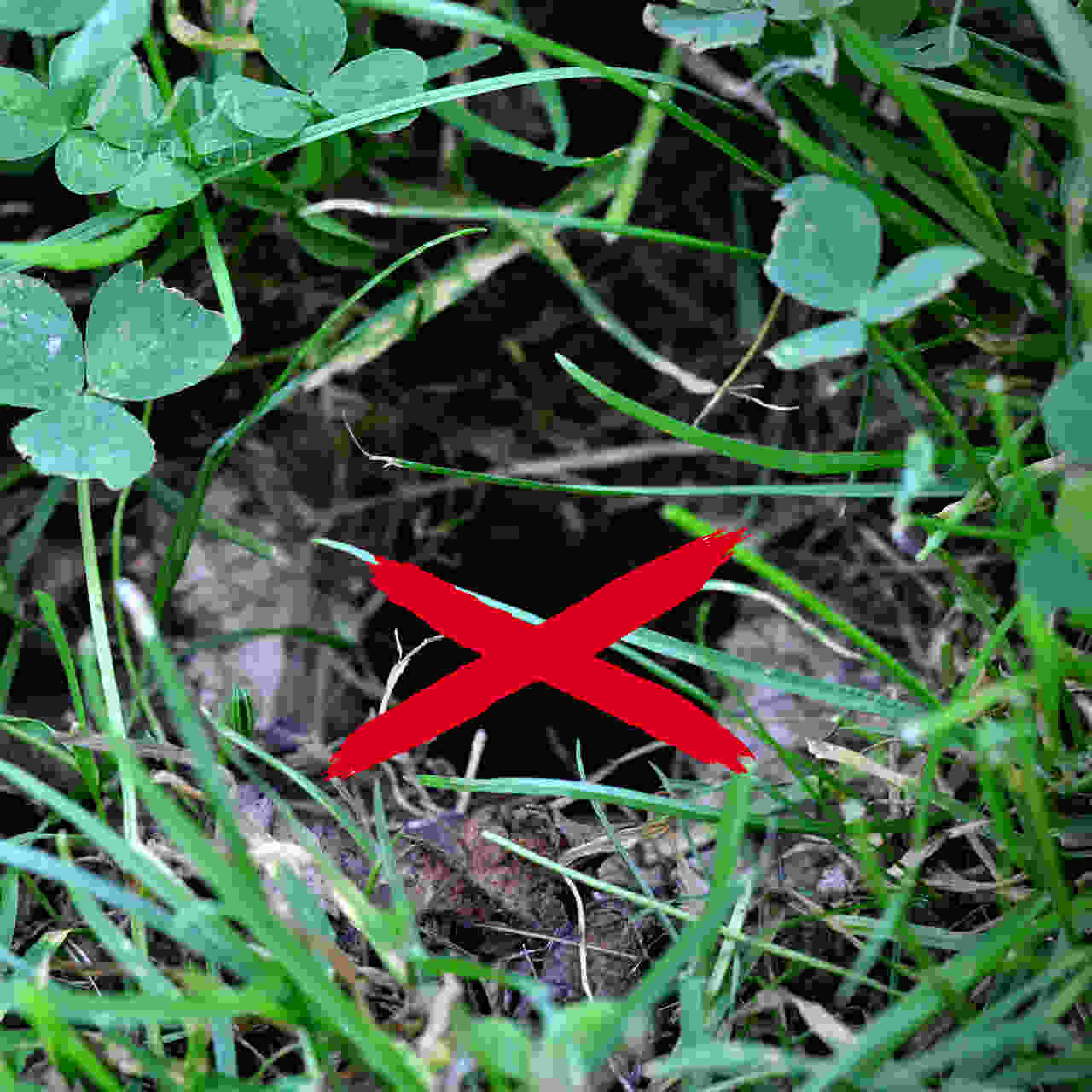 Die Falle kann Ihnen dabei helfen die löcher- und tunnelgrabenden Mäuse loszuwerden.