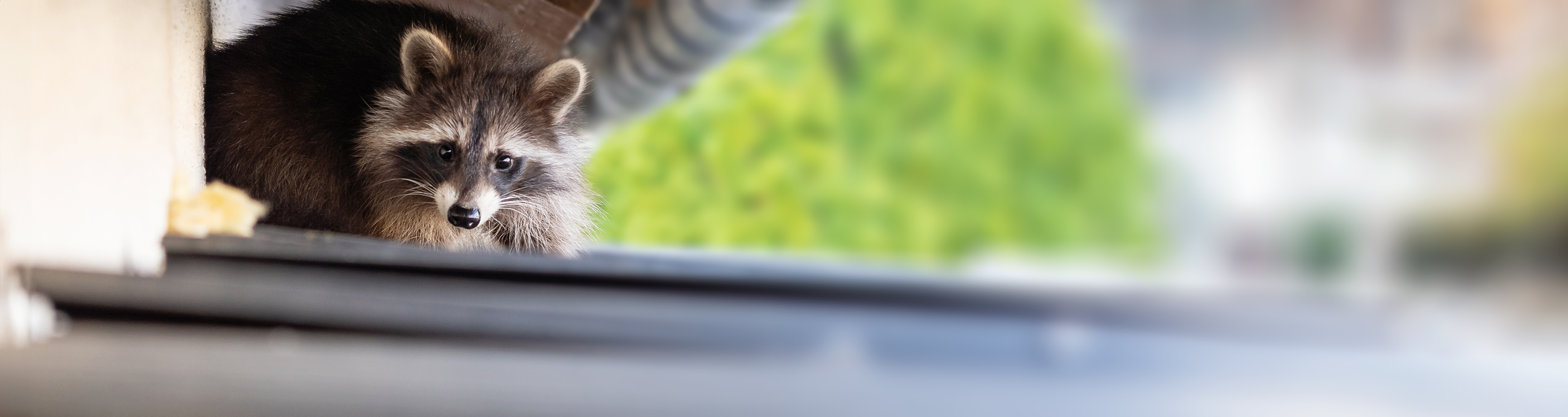 Waschbären-Abwehr